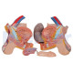 Gliederpuppe Torso Gliederpuppe 24 Teile Mit Offenem Rücken